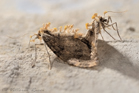 fotografie/other_animals/Italy_Fatal_embrace_t.jpg
