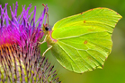 fotografie/other_animals/Italy_Gonepteryxrhamni_t.jpg
