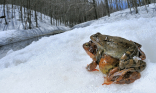 fotografie/other_animals/Italy_Hot_frogs2_t.jpg