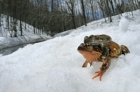 fotografie/other_animals/Italy_Hot_frogs_t.jpg