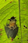 fotografie/other_animals/Italy_Hyla_meridionalis_t.jpg