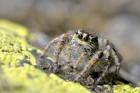 fotografie/other_animals/Italy_Jumping_spider_t.jpg