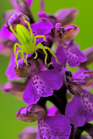 fotografie/other_animals/Italy_Micrommatavirescens_orchismorio_t.jpg