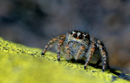 fotografie/other_animals/Italy_On_yellow_carpet_t.jpg
