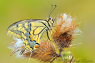 fotografie/other_animals/Italy_Papilio_Machaon_t.jpg