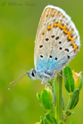 fotografie/other_animals/Italy_Polyommmatusicarus_t.jpg