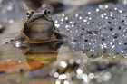 fotografie/other_animals/Italy_Rana_temporaria_2_t.jpg