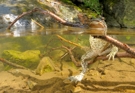 fotografie/other_animals/Italy_Sitting_toad_t.jpg