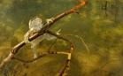 fotografie/other_animals/Italy_Underwater_toad_t.jpg