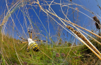 fotografie/other_animals/Italy_Wasp_spider_t.jpg