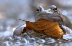 fotografie/other_animals/Italy_bored_frog_t.jpg