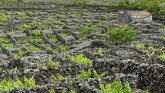 fotografie/people/Azores_Vineyards_t.jpg