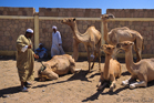 fotografie/people/Egypt_Camel_market2_t.jpg