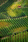 fotografie/people/Italy_Autumn_vineyards_t.jpg