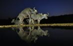 fotografie/mammals/South_Africa_Unconventional_approach_t.jpg
